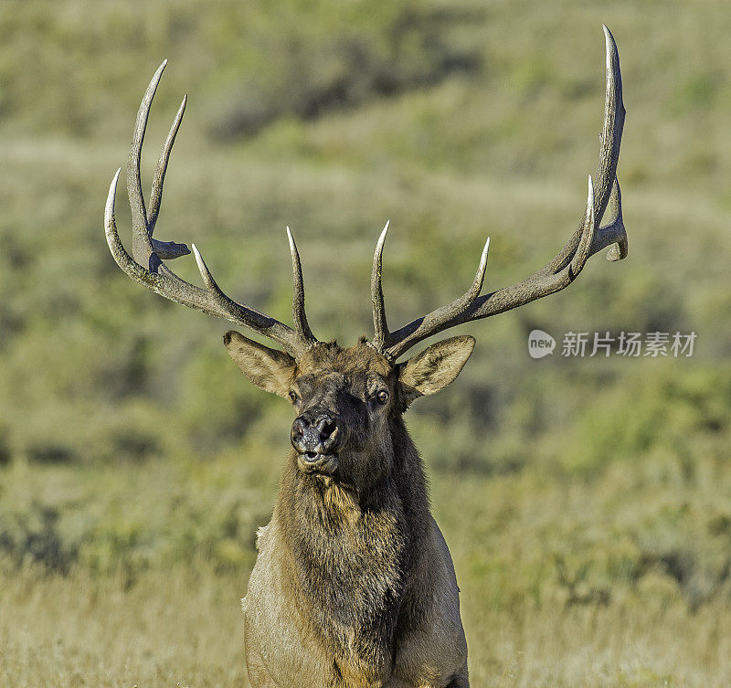 雄性落基山麋鹿(Cervus canadensis nelsoni)是在落基山和黄石国家公园发现的麋鹿的一个亚种。在有鹿角的秋天和发情期。